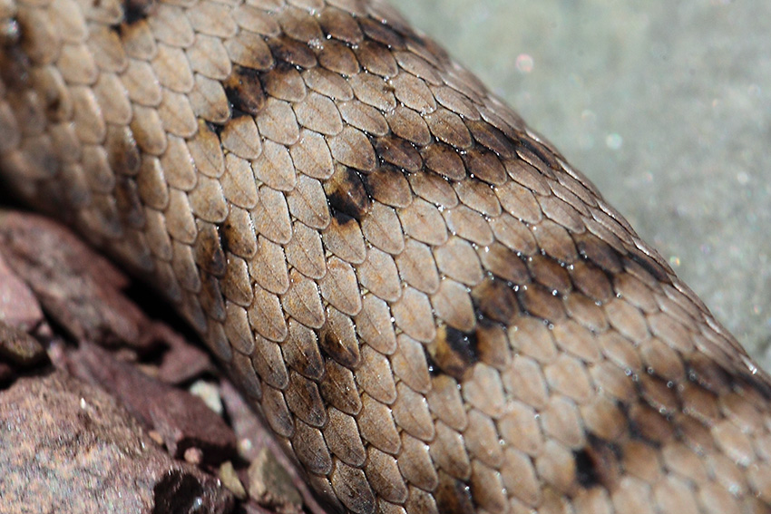 Vipera aspis